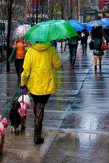 Person with umbrella walking dogs